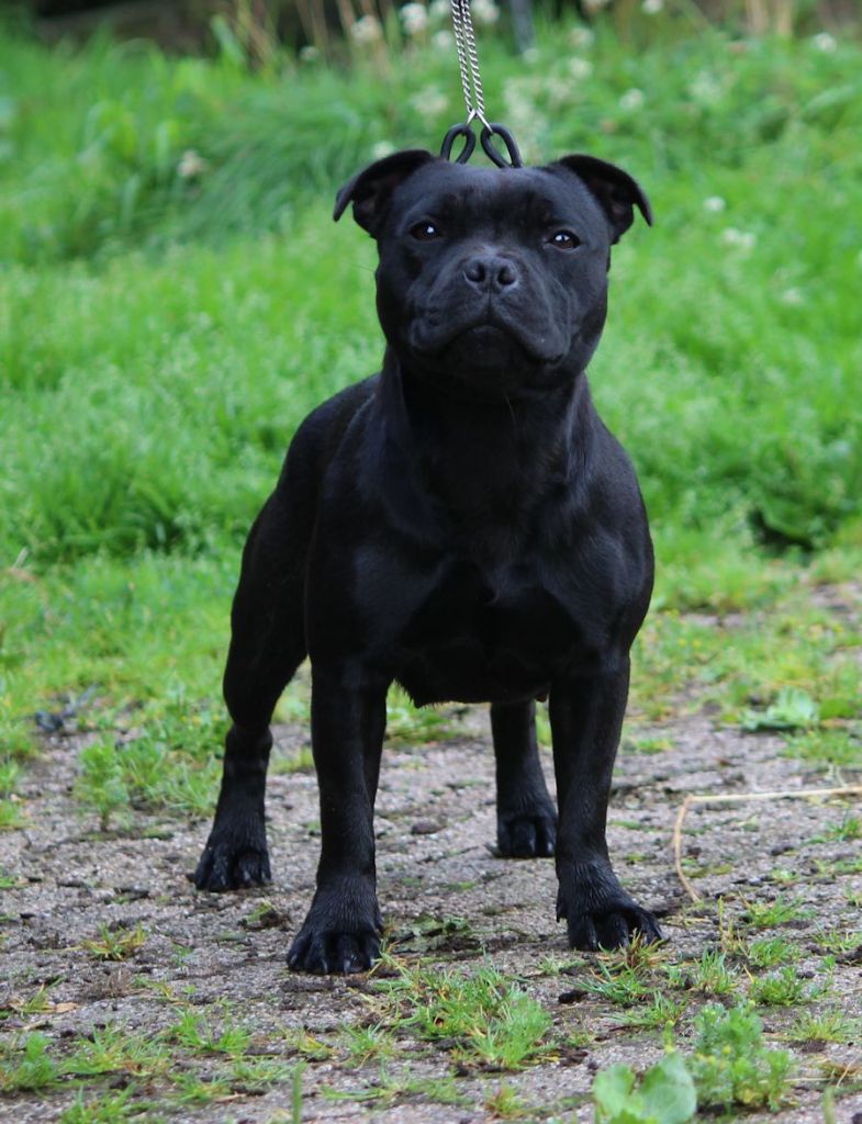 Mc performance The almitghty eagle win it