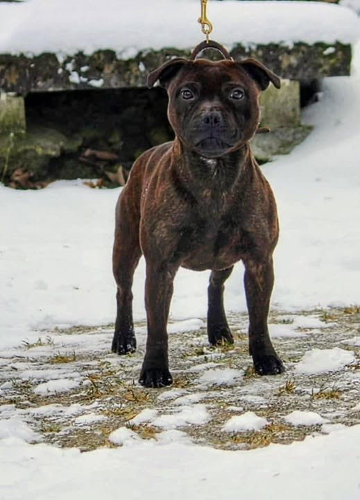 Mc performance V FOR VENDETTA