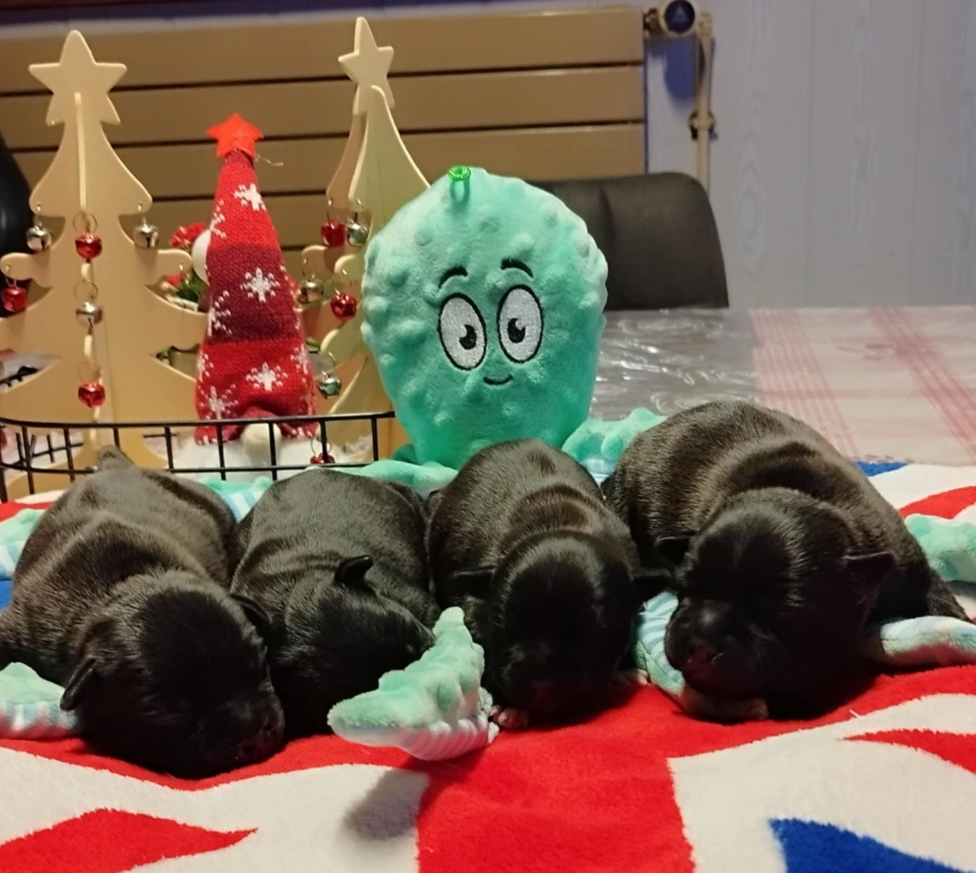 Mc performance - Staffordshire Bull Terrier - Portée née le 25/12/2025