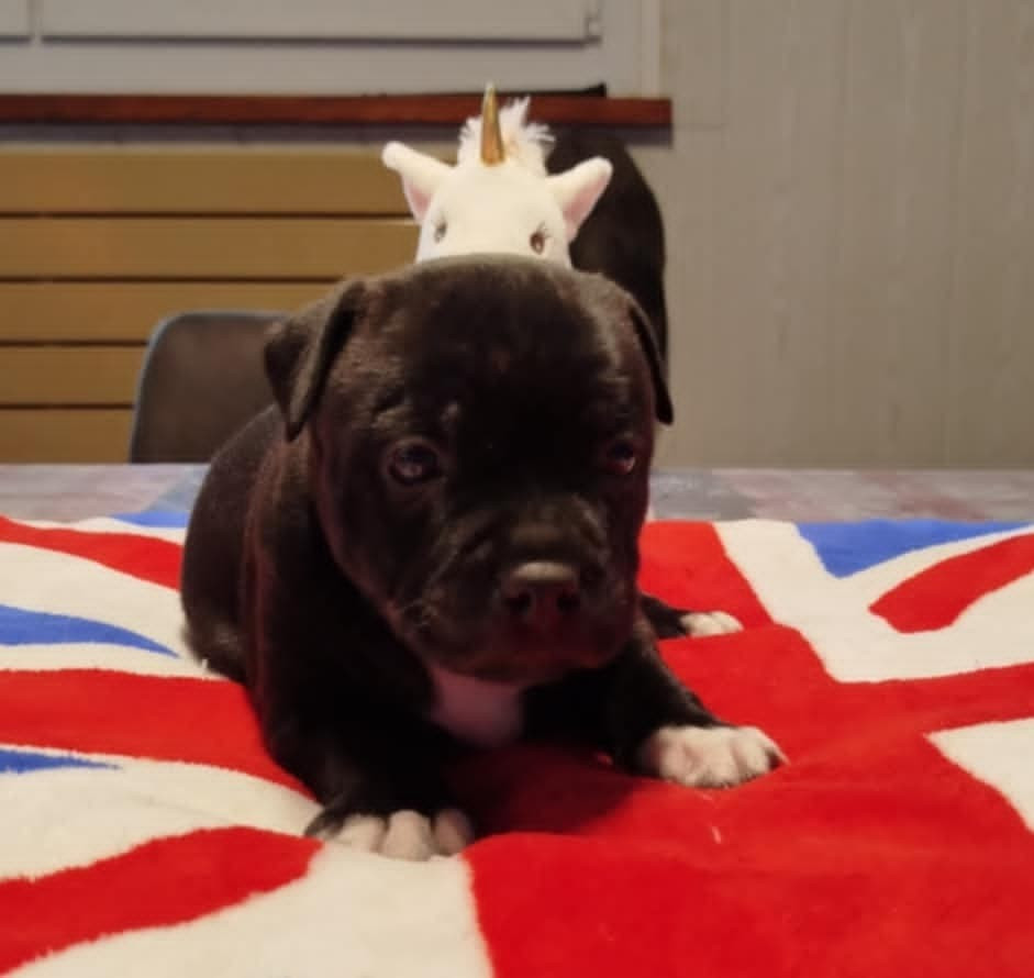Mc performance - Chiots disponibles - Staffordshire Bull Terrier