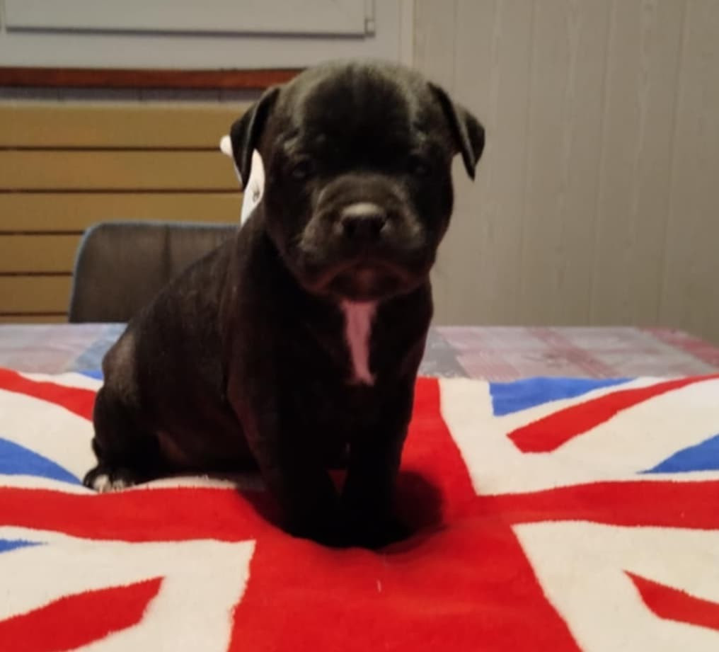 Mc performance - Chiots disponibles - Staffordshire Bull Terrier