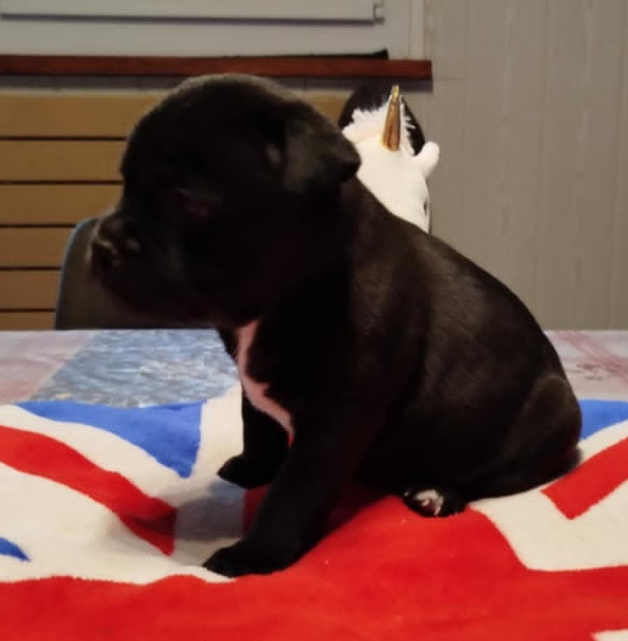 Mc performance - Chiots disponibles - Staffordshire Bull Terrier