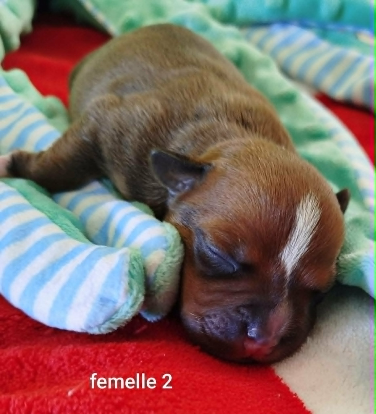 Mc performance - Chiots disponibles - Staffordshire Bull Terrier