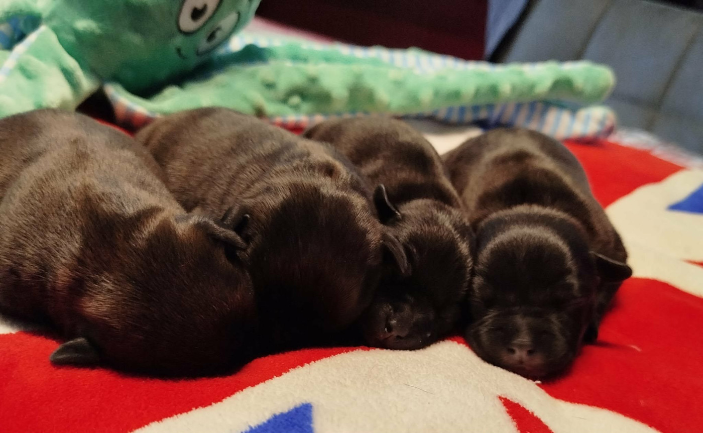 Chiot Staffordshire Bull Terrier Mc performance