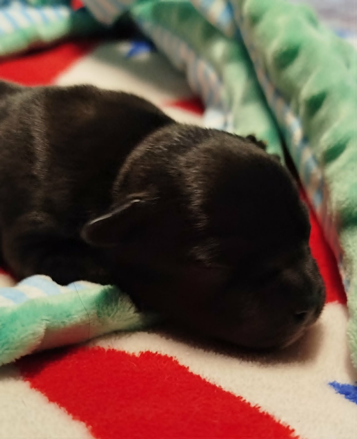 Mc performance - Chiots disponibles - Staffordshire Bull Terrier