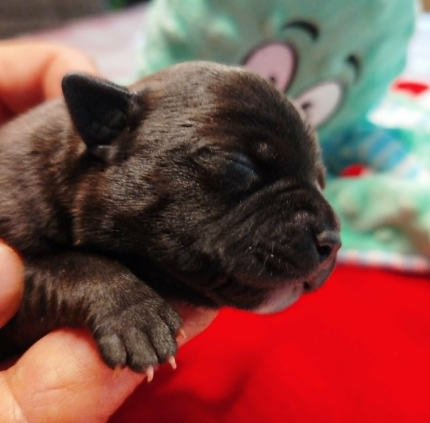 Mc performance - Chiots disponibles - Staffordshire Bull Terrier