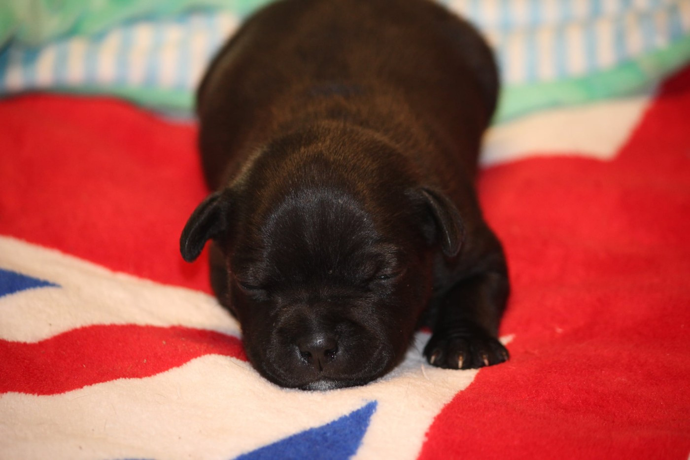 Mc performance - Chiots disponibles - Staffordshire Bull Terrier