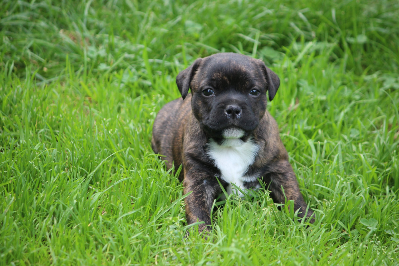 Mc performance - Chiots disponibles - Staffordshire Bull Terrier
