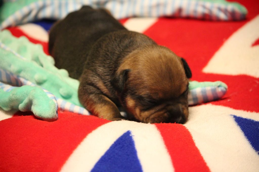 Mc performance - Chiots disponibles - Staffordshire Bull Terrier