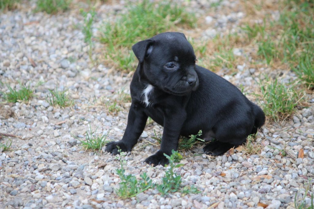 Mc performance - Chiots disponibles - Staffordshire Bull Terrier