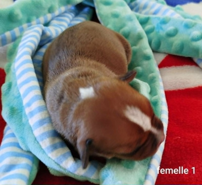 Chiot N°1