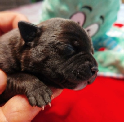 Chiot N°4