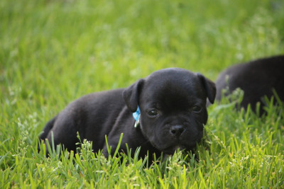 Chiot N°1