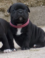 CHIOT