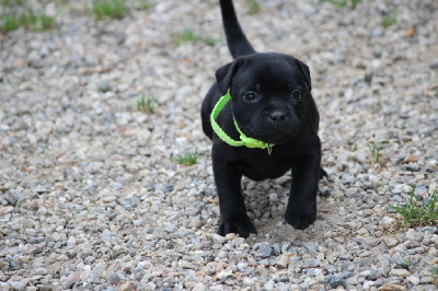 CHIOT 5