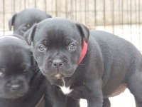 CHIOT
