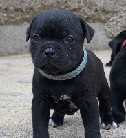 CHIOT