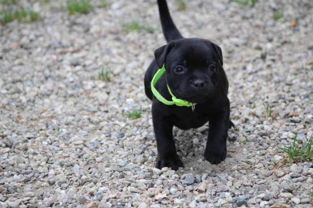 Mc performance - Chiots disponibles - Staffordshire Bull Terrier