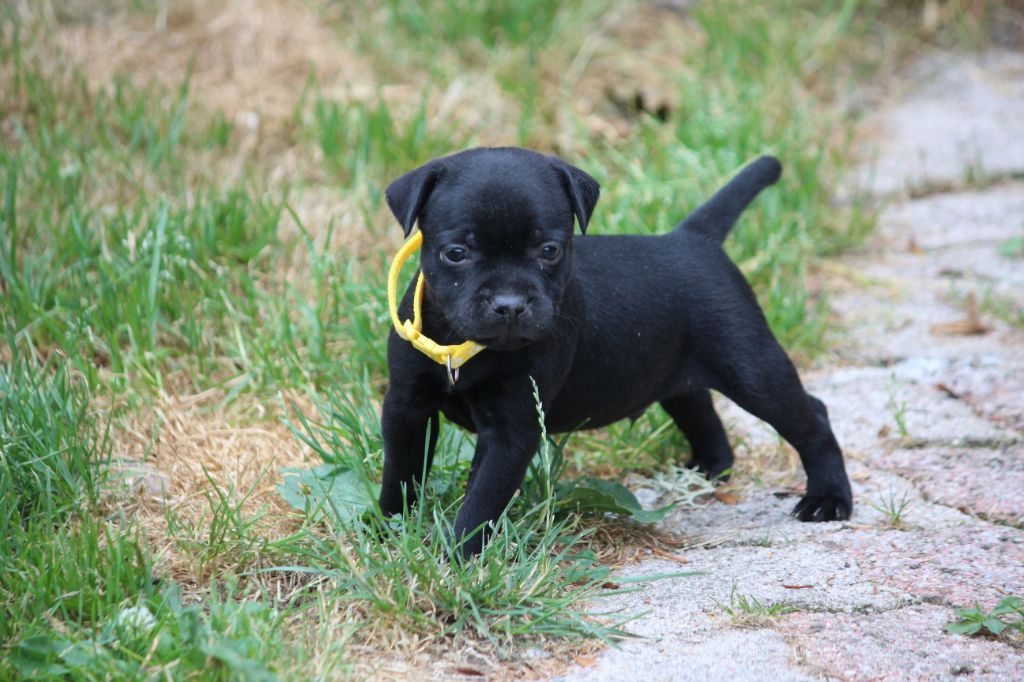 Mc performance - Chiots disponibles - Staffordshire Bull Terrier