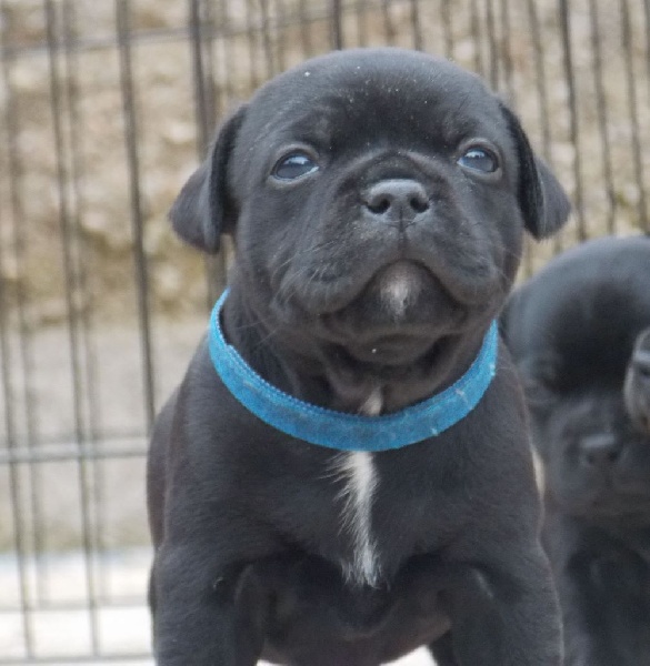 CHIOT