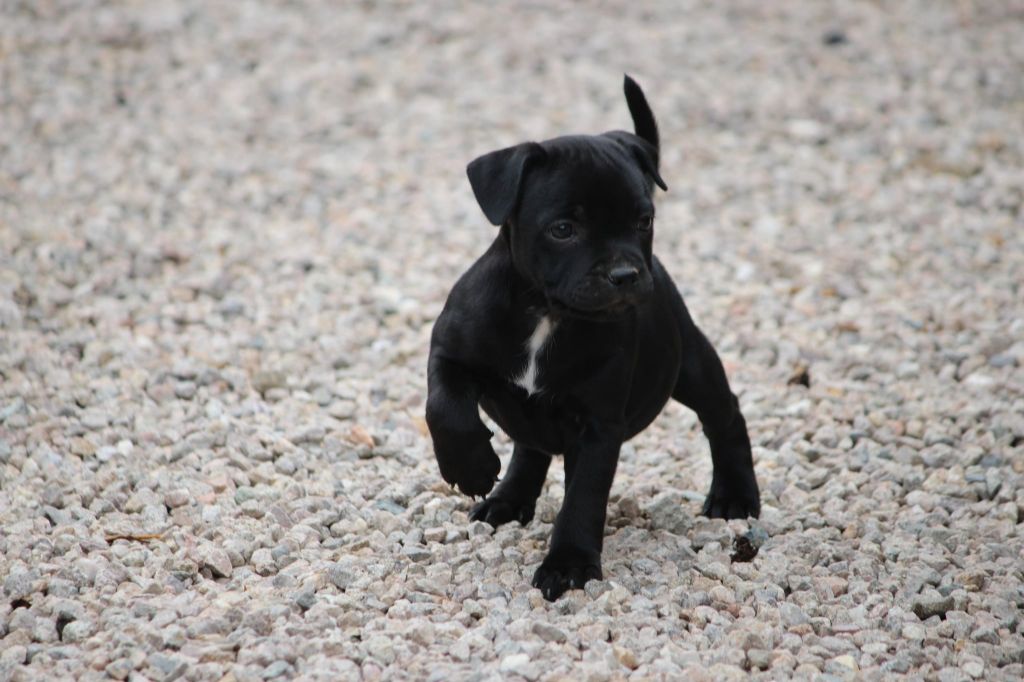 Mc performance - Chiots disponibles - Staffordshire Bull Terrier